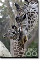 giraffe and calf