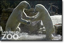 polar bears